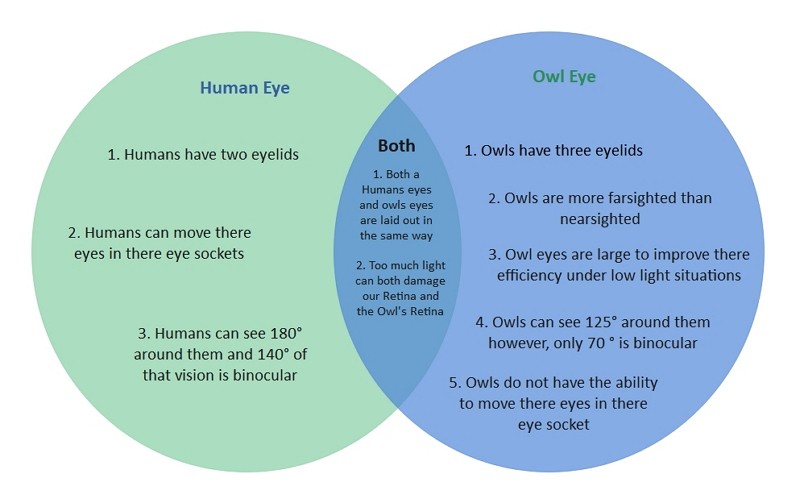 Humain VS Yeux Hibou Venn Diagram